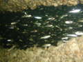pPC045723.jpg