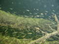 pPC045733.jpg