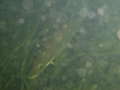 pPC045739.jpg