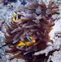anemonen.jpg