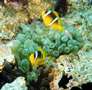 anemonen3.jpg