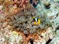 anemonen5.jpg