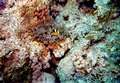 anemonen6.jpg