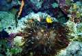 anemonen7.jpg