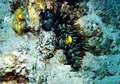 anemonen8.jpg