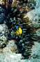 anemonen9.jpg