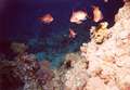 anthias.jpg