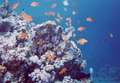 anthias2.jpg